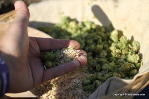 Hops and barley